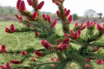 Ель обыкновенная Акрокона Picea abies Acrocona