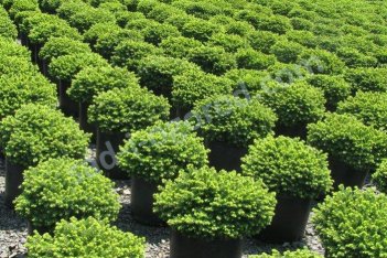 Ель обыкновенная Литтл Джем Picea abies Little Gem