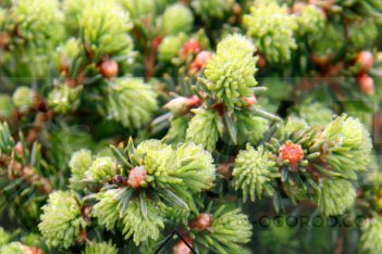 Ель обыкновенная Литтл Джем Picea abies Little Gem
