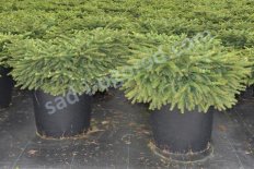Ель обыкновенная Нидиформис Picea abies Nidiformis
