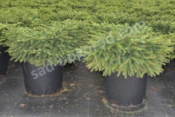 Ель обыкновенная Нидиформис Picea abies Nidiformis