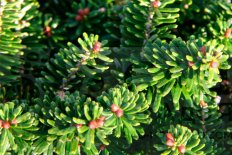 Пихта корейская Бриллиант Abies koreana Brilliant