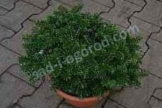 Пихта корейская Бриллиант Abies koreana Brilliant