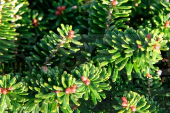 Пихта корейская Бриллиант Abies koreana Brilliant