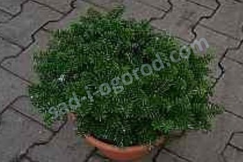 Пихта корейская Бриллиант Abies koreana Brilliant