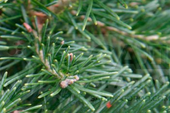 Пихта горная Грин Глоб Abies lasiocarpa Green Globe