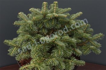 Пихта горная Грин Глоб Abies lasiocarpa Green Globe