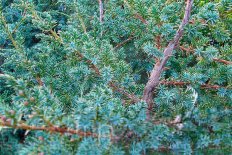 Можжевельник китайский Блю Альпс Juniperus chinensis Blue Alps