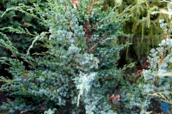 Можжевельник китайский Блю Альпс Juniperus chinensis Blue Alps