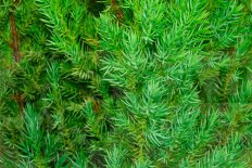 Можжевельник китайский Стрикта Juniperus chinensis Stricta