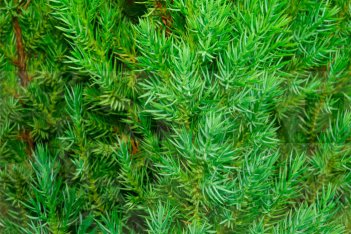 Можжевельник китайский Стрикта Juniperus chinensis Stricta