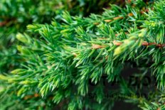 Можжевельник обыкновенный Грин Мэнтл Juniperus communis Green Mantle