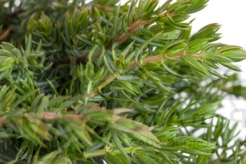 Можжевельник обыкновенный Грин Мэнтл Juniperus communis Green Mantle летняя окраска