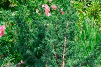 Можжевельник средний Блаув Juniperus media Blaauw