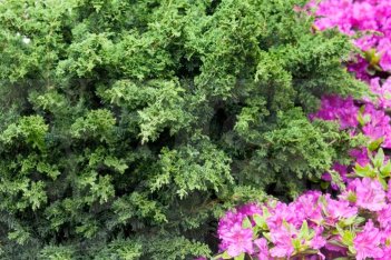 Можжевельник средний Блаув Juniperus media Blaauw