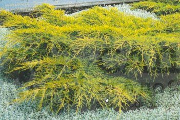 Можжевельник средний Голд Стар Juniperus media Gold Star