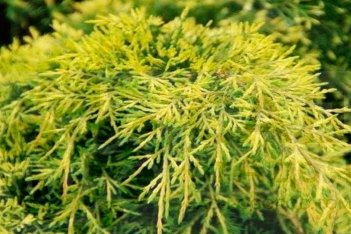 Можжевельник средний Голд Стар Juniperus media Gold Star