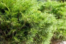 Можжевельник средний Минт Джулеп Juniperus media Mint Julep