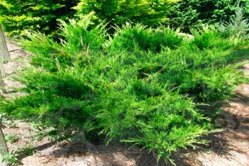 Можжевельник средний Минт Джулеп Juniperus media Mint Julep