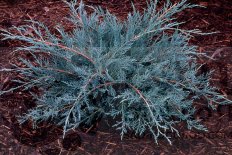 Можжевельник виргинский Грей Оул Juniperus virginiana Grey Owl