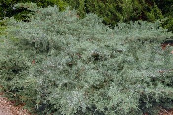 Можжевельник виргинский Грей Оул Juniperus virginiana Grey Owl