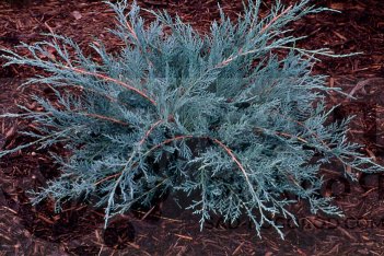 Можжевельник виргинский Грей Оул Juniperus virginiana Grey Owl