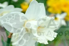 Нарцисс трубчатый Маунт-Худ Narcissus Mount Hood