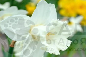 Нарцисс трубчатый Маунт-Худ Narcissus Mount Hood