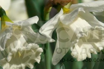 Нарцисс трубчатый Маунт-Худ Narcissus Mount Hood