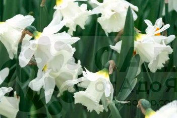 Нарцисс трубчатый Маунт-Худ Narcissus Mount Hood