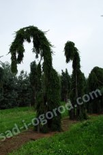 Ель обыкновенная Инверса Picea abies Inversa