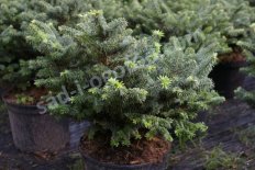 Пихта бальзамическая Нана Abies balsamea Nana