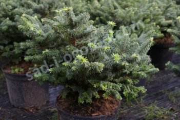 Пихта бальзамическая Нана Abies balsamea Nana