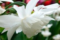 Нарцисс Талия Narcissus Thalia