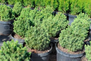 Ель канадская Альберта Глоб Picea glauca Alberta Globe