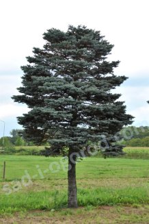 Ель колючая голубая Глаука Глобоза Picea pungens Glauca Globosa