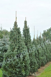 Ель колючая Изели Фастигиата Picea pungens Iseli Fastigiate