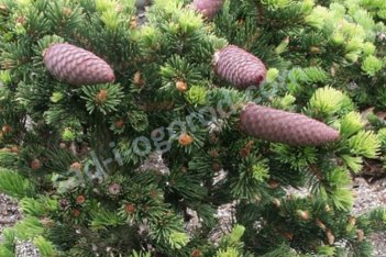 Ель колючая Лаки Страйк Picea pungens Lucky Strike