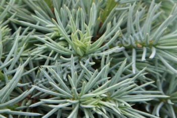 Ель колючая Мекки Picea pungens Mecki