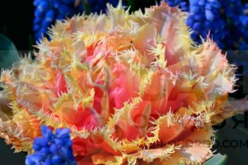 Оранжевый Тюльпан бахромчатый Брисбен Tulipa Brisbane