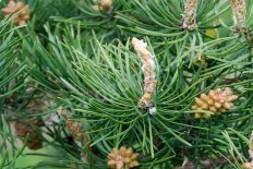 Сосна Банкса Pinus banksiana