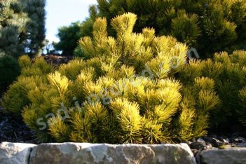 Сосна горная Карстенс Винтерголд Pinus mugo Carsten's Wintergold