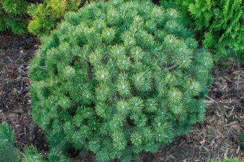 Сосна горная Мопс Pinus mugo Mops