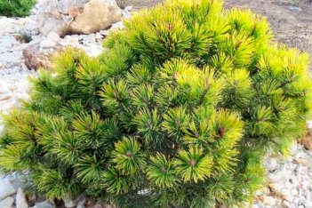 Сосна горная Pinus mugo Ophir