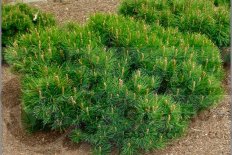 Сосна горная Pinus mugo pumilio
