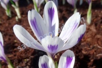 Крокус Гейфеля Полар Кинг Crocus heuffellianus Polar King