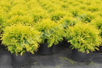 Туя западная Голден Глобе Thuja occ. Golden Globe