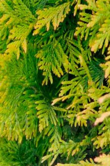 Туя западная Йеллоу Риббон Thuja occ. Yellow Ribbon