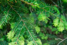 Тсуга канадская Tsuga canadensis