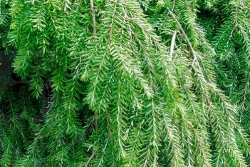 Тсуга канадская Пендула Tsuga canadensis Pendula